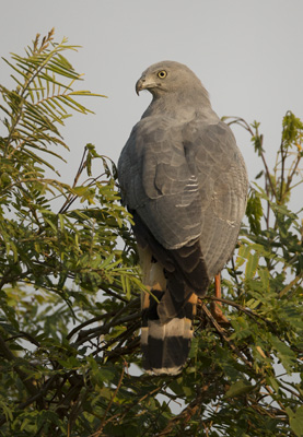 hawk